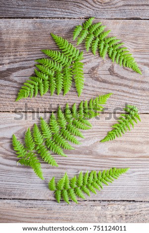 lovely green fern on dark background - flowers and plants