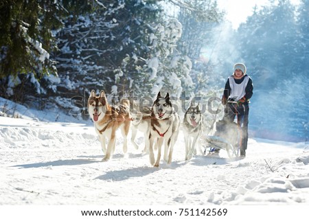 husky sled dog racing Royalty-Free Stock Photo #751142569