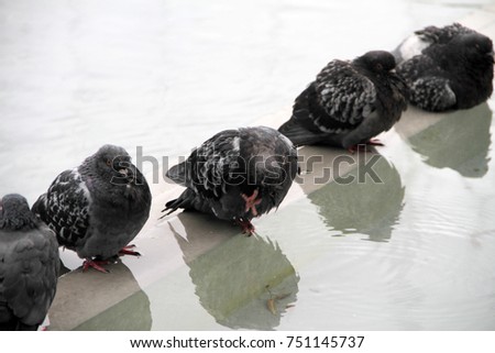 Group of doves in a water fountain on a hot summer day.
