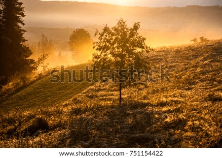 a golden mist hovering over the fields after heavy rains at sunset time