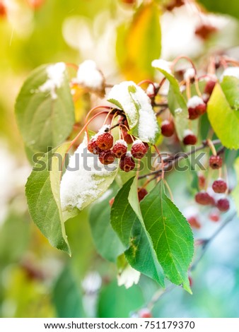 First snow in the city. A wild apple tree with green leaves is covered with snow. sharp frosts. fabulous light and colorful picture.