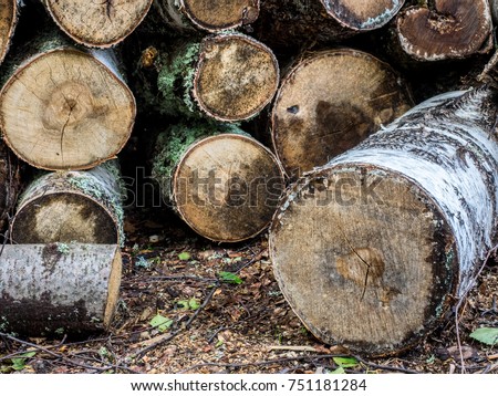 Chopped firewood logs in pile. Nature background. Wood preparation. Large pile of fresh cut wood