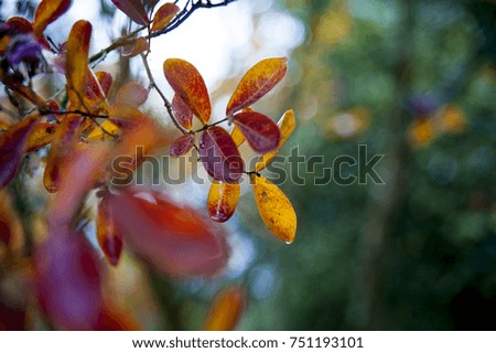 Autumn background with leaves, soft focus