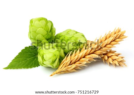 Green hops, ears of barley and wheat grain.Isolated closeup on white background. Royalty-Free Stock Photo #751216729