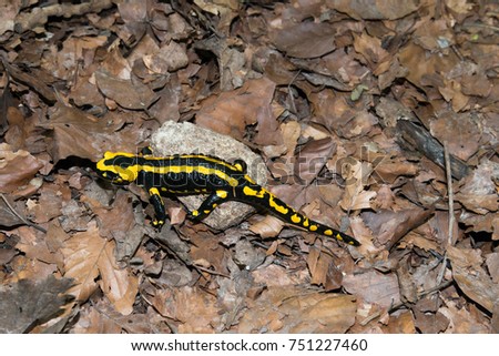 fire salamander sitting on a stone surrounded by fallen leafs