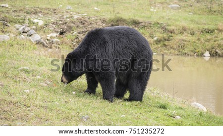A large black bear in a field