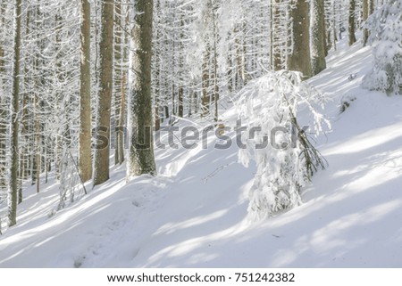 Snow covered fir trees. Panoramic view of the picturesque snowy winter landscape.