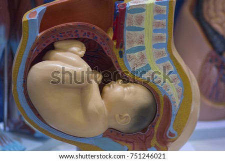 Visual benefit with the child in the womb. Medicine
 Royalty-Free Stock Photo #751246021