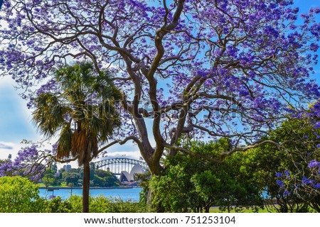 Spectacular view of the opera house and the sydney harbour bridge surrounding of lovely jacarandas of the royal botanic garden in Sydney.