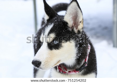 Malamute-husky puppy having fun in the snow