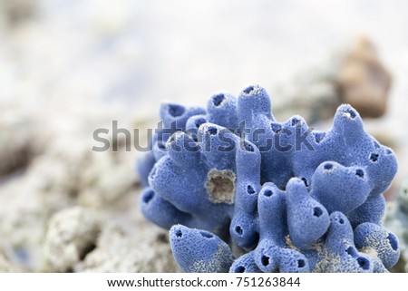 Sponges, the members of the phylum Porifera for education in marine. Royalty-Free Stock Photo #751263844