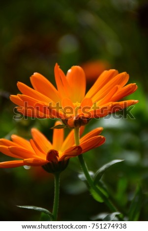 Elegant Bright Orange Flowers (Calendula Officinalis or Pot Marigold). Image by Maria Rutkovska