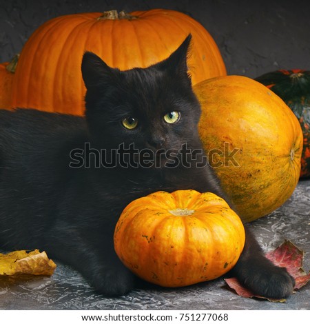 Green eyes black cat and orange pumpkins on gray cement background with autumn yellow dry fallen leaves.