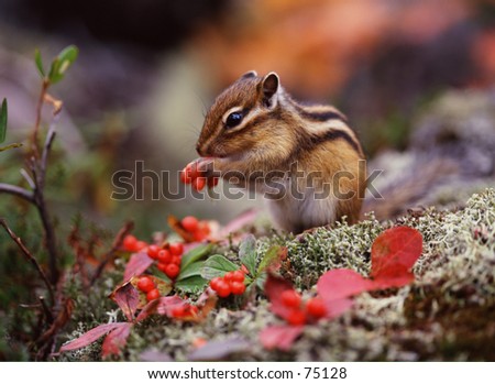 squirrel Royalty-Free Stock Photo #75128