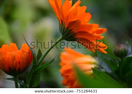 Glorious Orange Calendula Officinalis or Pot Marigold Flowers by Maria Rutkovska