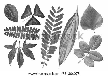 Black and white picture collection of tropical leaves