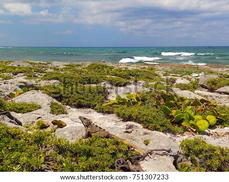 Beautiful scenic view of rocky Caribbean beach and sea with lush tropical vegetation and Mexican iguana in foreground in Akumal, popular tourist town and natural area in Riviera Maya, Mexico 