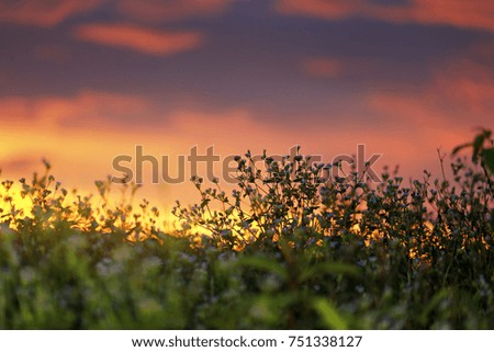 Sunset grass in sunset field background. Grass and Flowers During Sunset.selective focus.