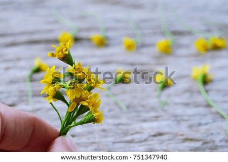 Hand holding small yellow daisy flower closeup blur background