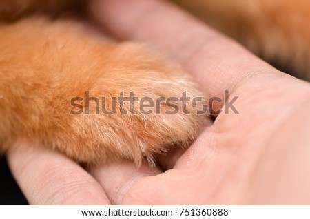 dog place leg on man hand,dog is best friend,happy time,select focus