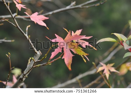 autumn magic colors