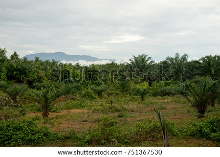 view of palm plantation at east asia