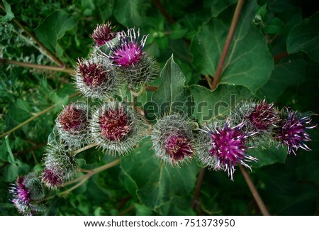 Thistle. Thistle flower. Nature background.