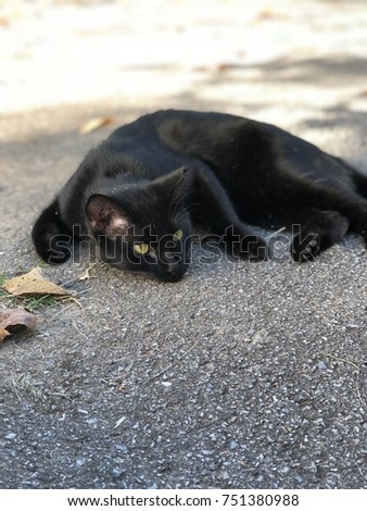 black cat laying on the road