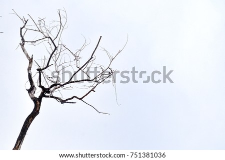 A tropical dead tree with leafless on the white background