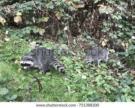 couple of small baby raccoons walking in Stanley Park, Vancouver, Canada