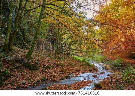 Landscape with a river flowing through a colorful forest in the autumn