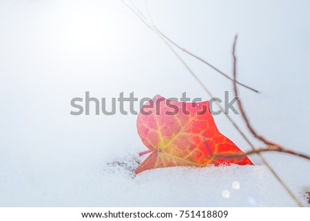 Red leaf on snow background