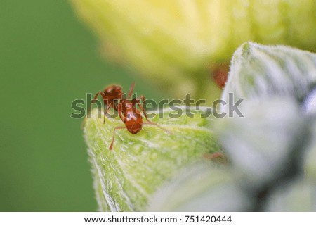 Fire ants on yellow flowers.