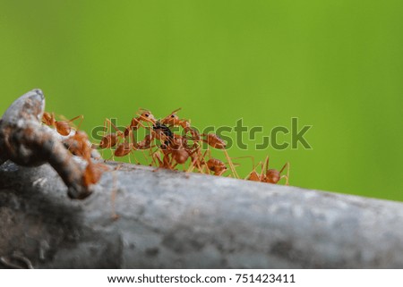 Red ant, Ants