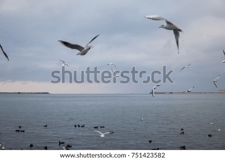 Ducks , sea gulls , the texture of sea rocks .