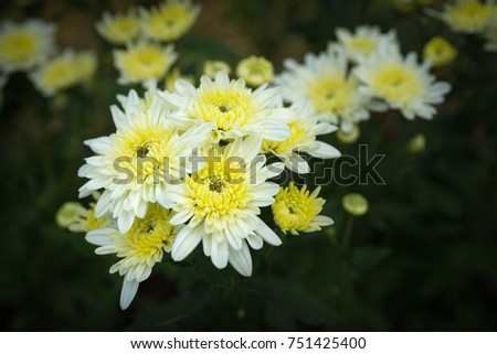White Chrysanthemums and yellow center with a green blurry background. They are also called mums or chrysanths and are flowering plants of the genus Chrysanthemum in the family Asteraceae.