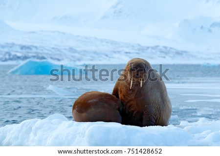 Young walrus with female. Winter Arctic landscape with big animal. Family on cold ice. Walrus, Odobenus rosmarus, stick out from blue water on white ice with snow, Svalbard, Norway.