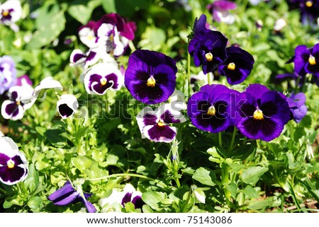 Pansy violet /Flower Viola in the garden
