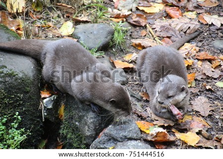 Asian Otter. These are about a third of the size of their European counterparts. Originally, were probably escaped pets, they are thriving in Cornwall, UK.