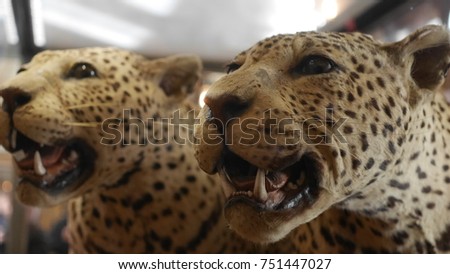taxidermy leopard faces close up