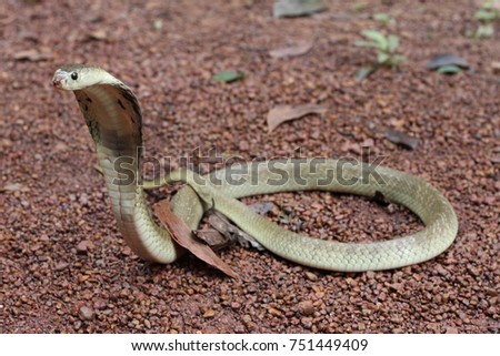 monocled cobra with hypo color in vietnam
