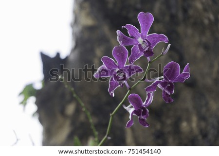 Beautiful purple orchid on the tree after the rain