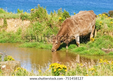 A Jersey cow lapping up water near Florence hill lookout, The Catlins, New Zealand (01-03-2017). Royalty-Free Stock Photo #751458127