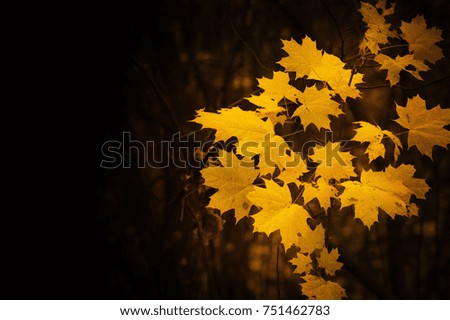 autumn yellow leaves, free text space