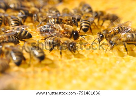 Big drone bee in honeycomb. Drone bee or male bee with bee worker