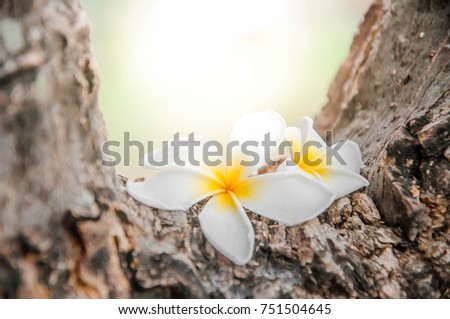 nature Champa flower White flower yellow White back
