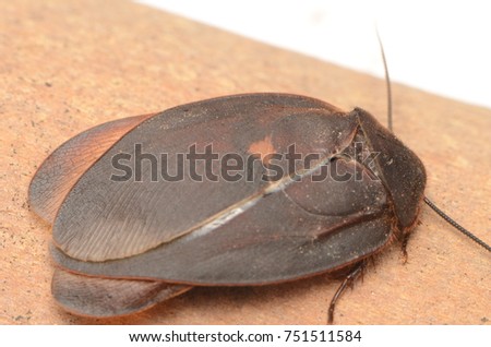 cockroach (Ergaula capucina)