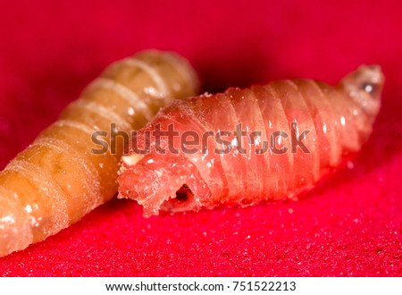 worm of maggots on a red background