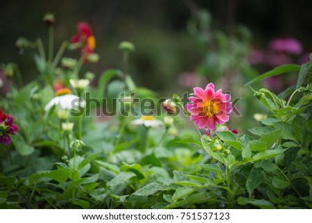 Gerbera jamesonii / Gerbera daisy / Robert Jameson.
In the garden