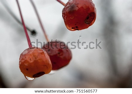 Raindrops on the fruits of Crabapple, Malus or Wild apple, tree on a rainy autumn morning
